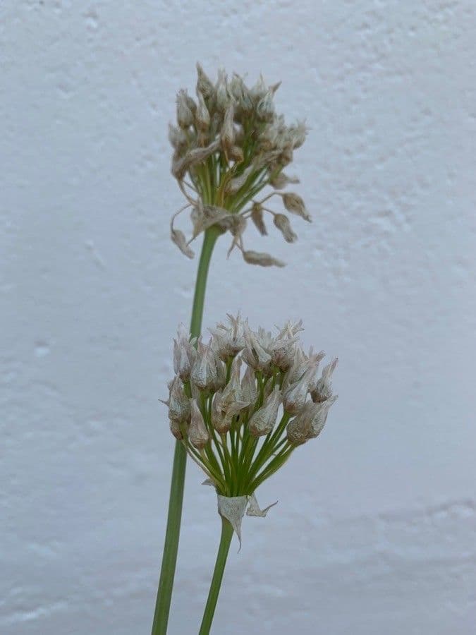 Aglio 9