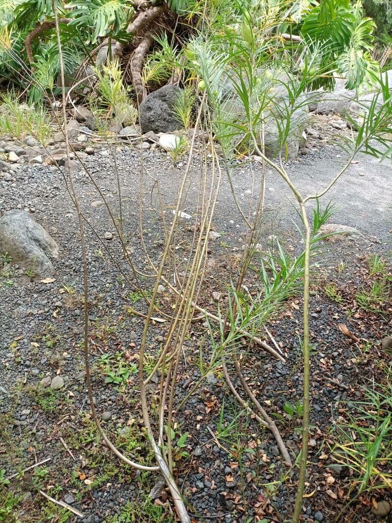 Gomphocarpus 22