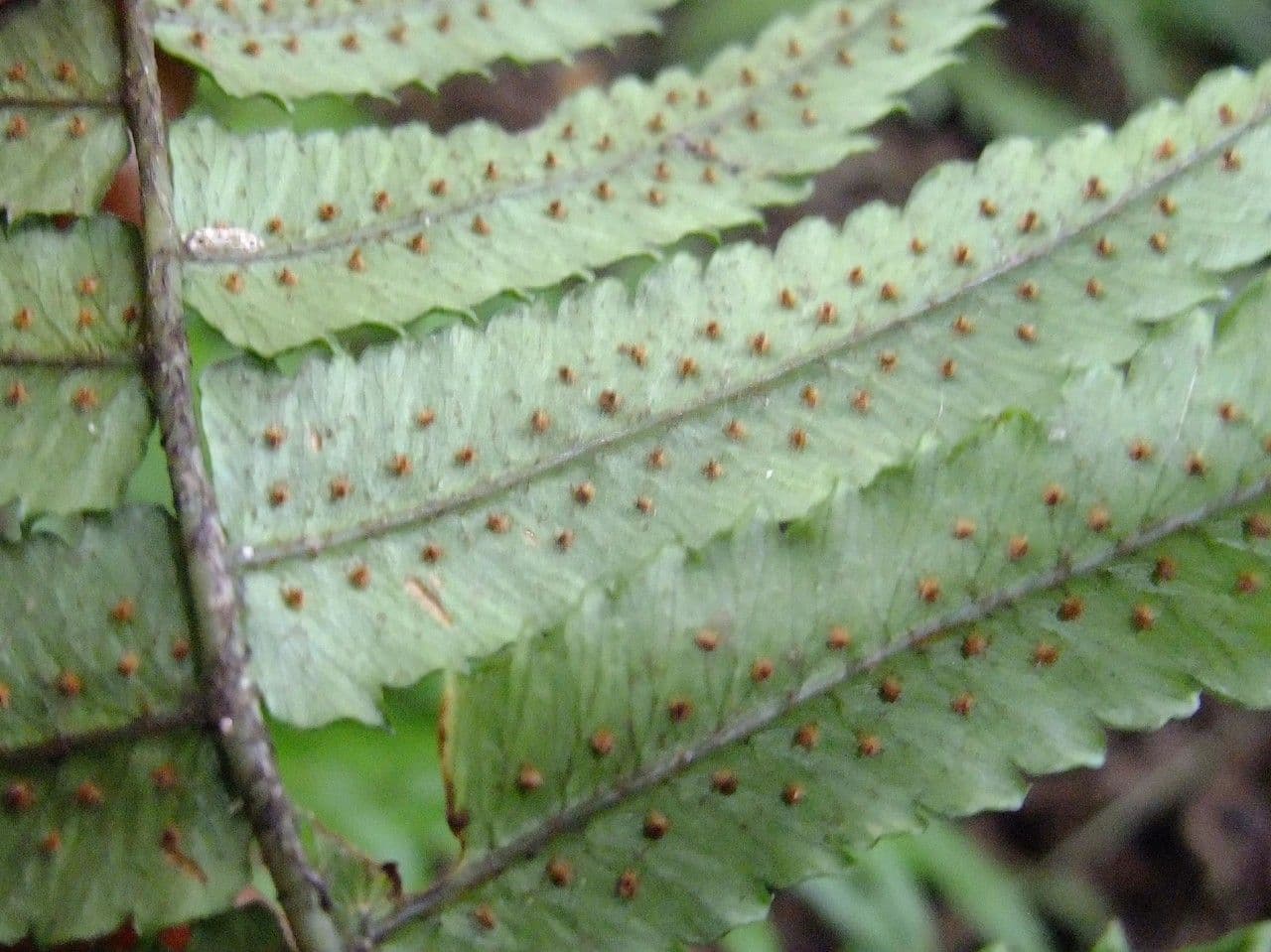 Dryopteris 12