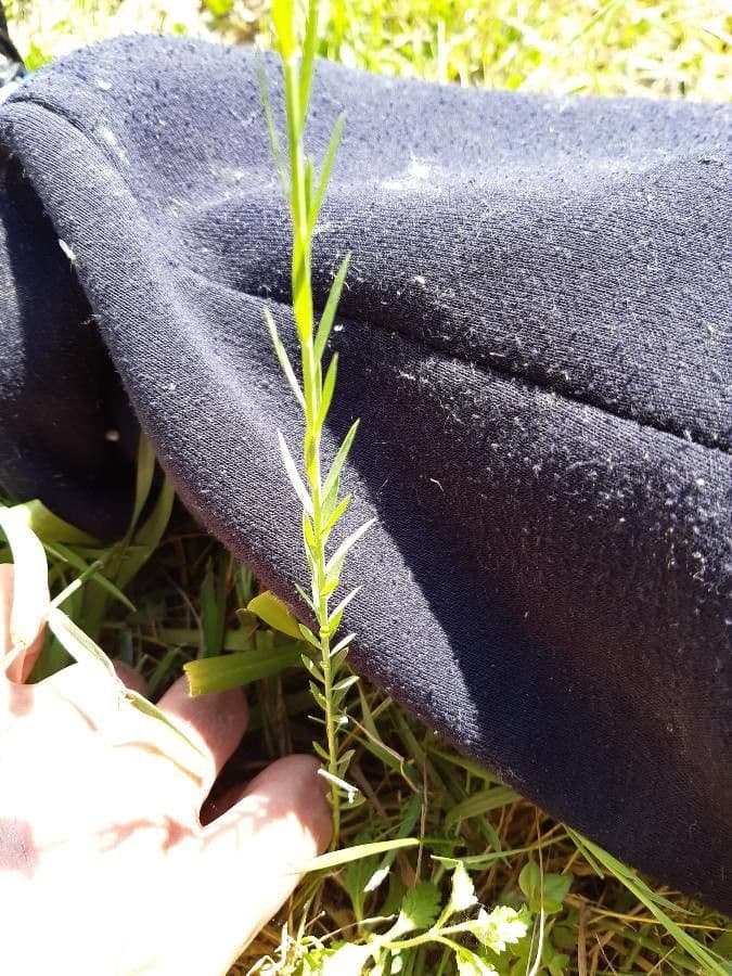 Linseed 25