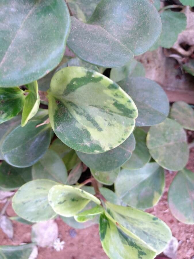 Peperomia 13