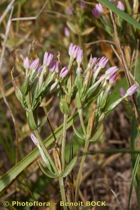 Centaurella tenuiflora 19