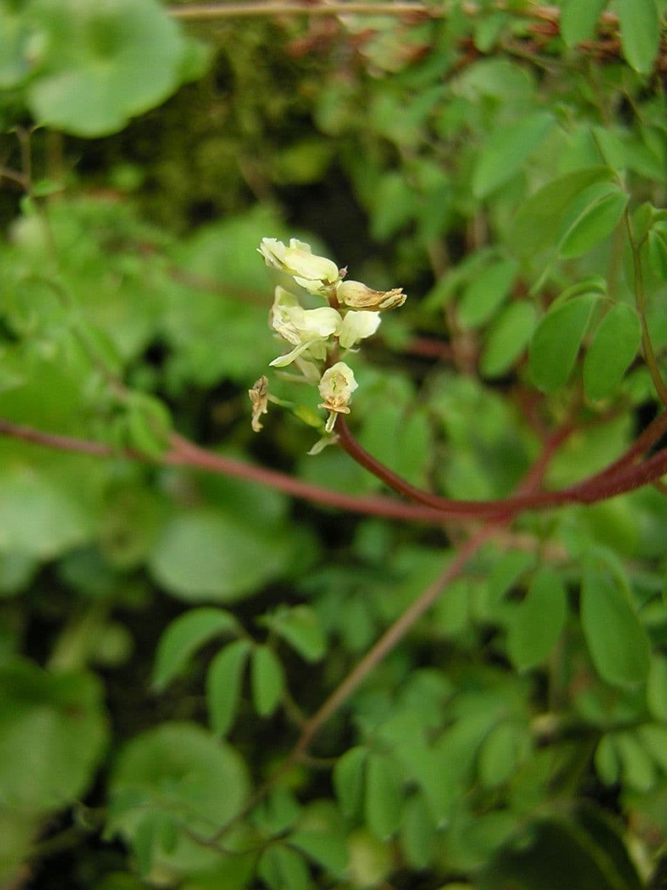 Corydalis claviculata 21