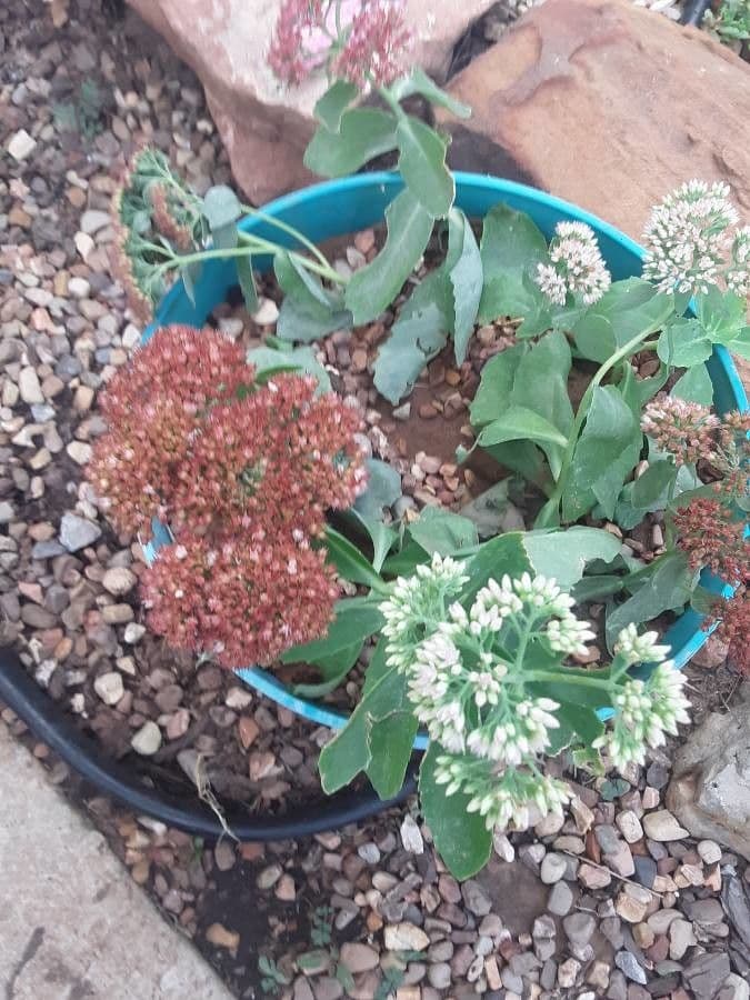 Sedum espectacular 22