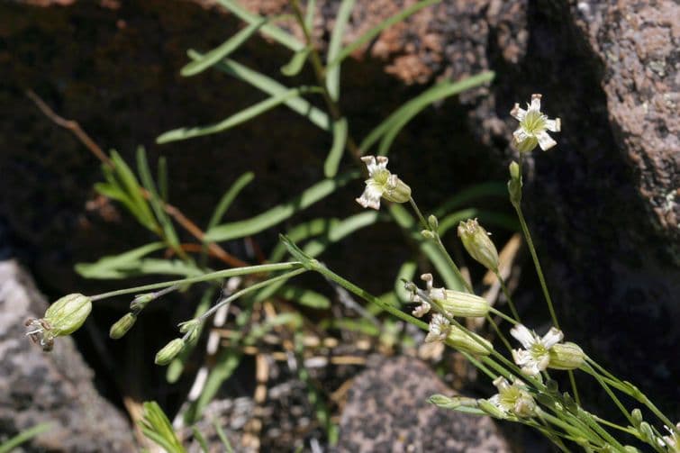 Silene 3