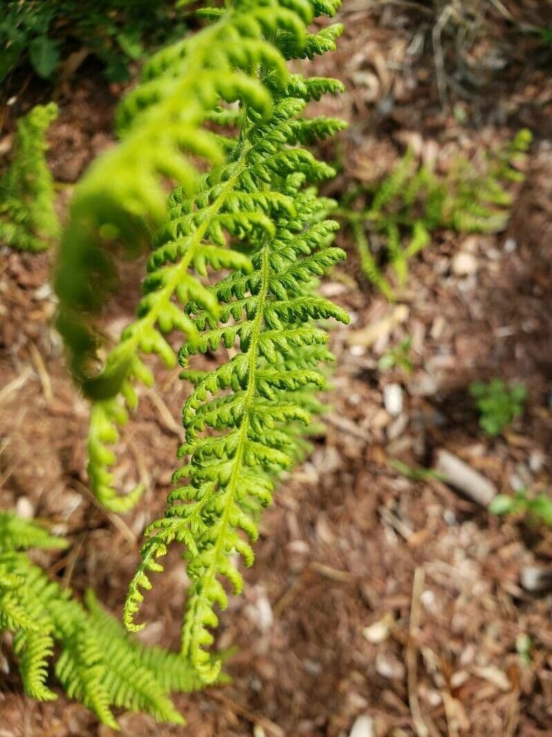 Dennstaedtia punctilobula 6