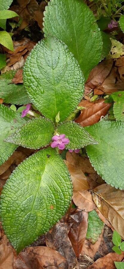 Chrysothemis melittifolia 3