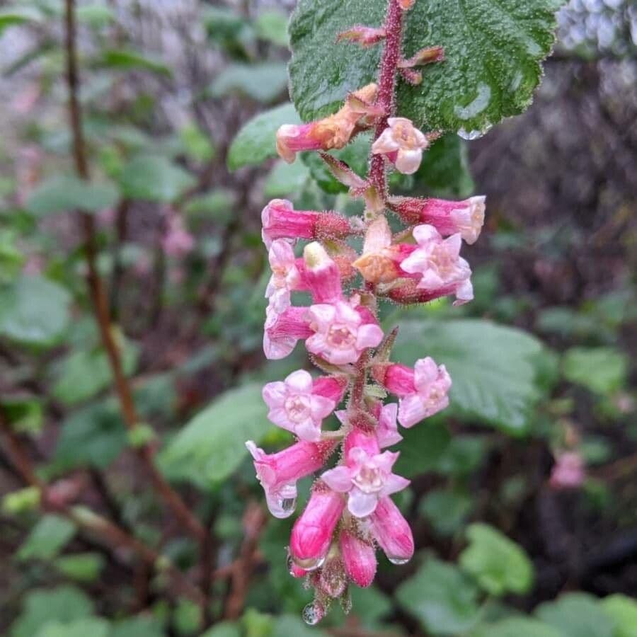Ribes malvaceo 5