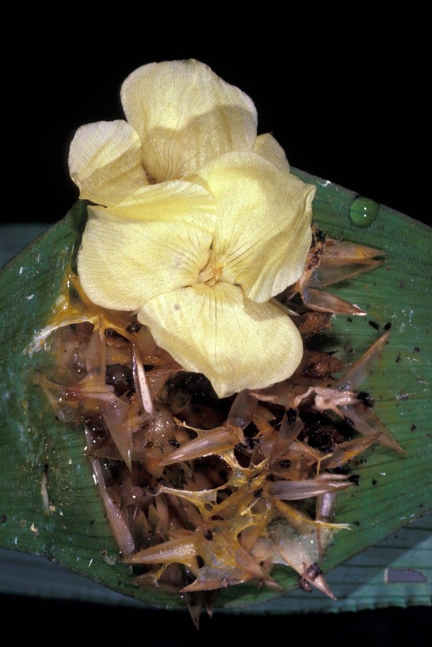 Rapatea 5
