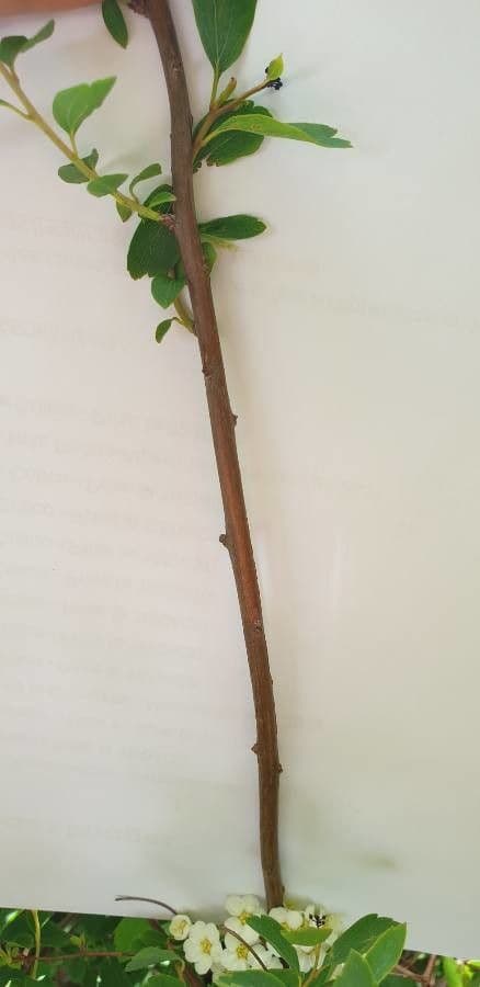 Spirea giapponese 24