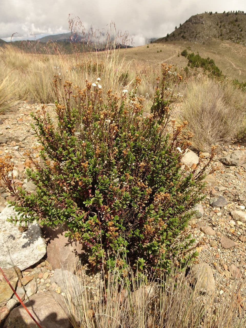 Oxylobus 2