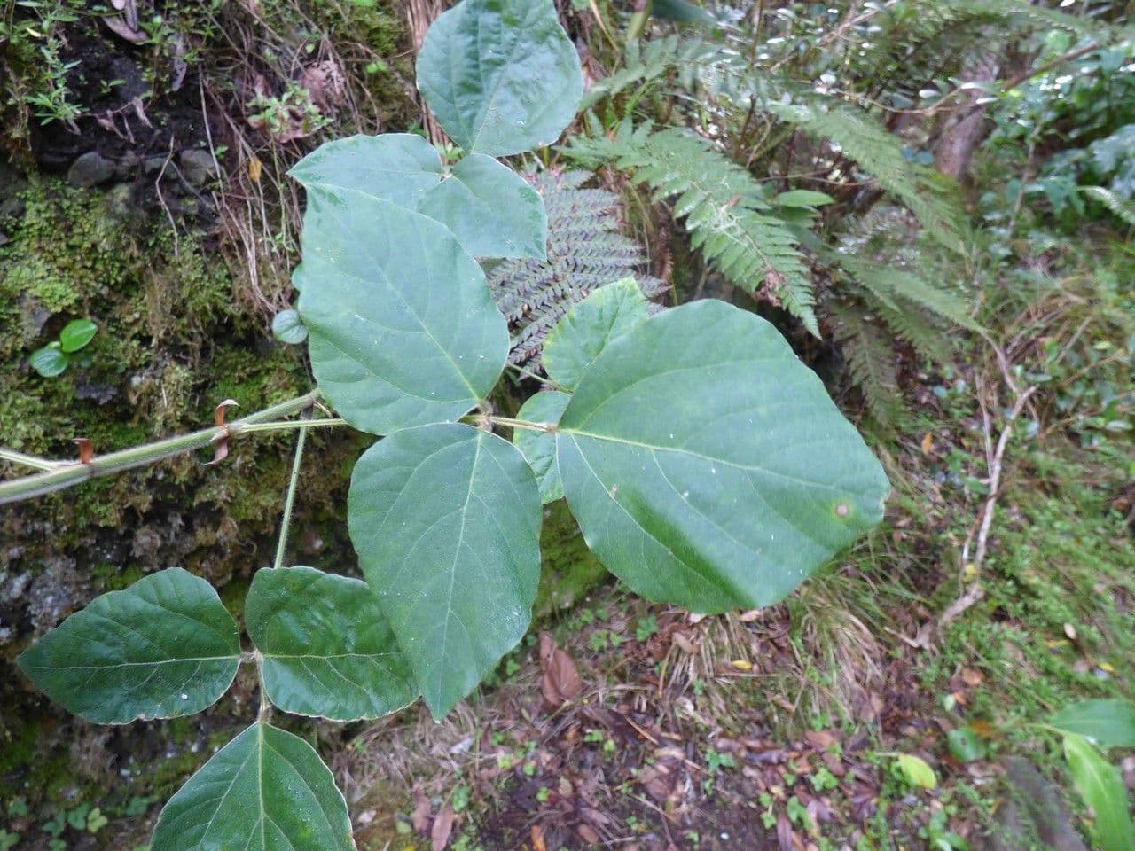 Hylodesmum 11