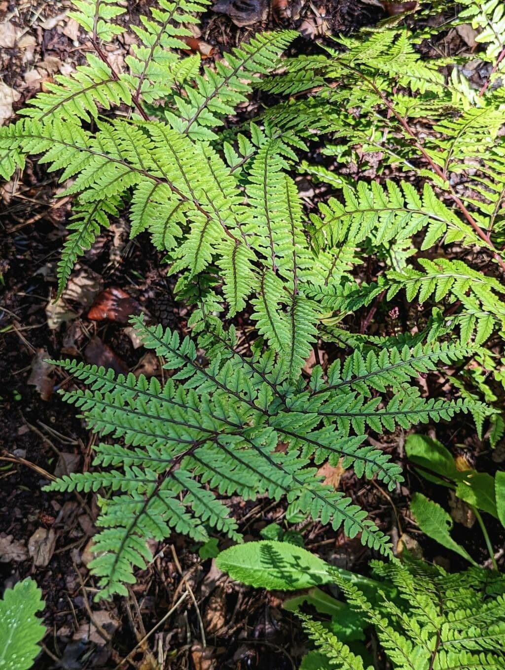 Athyrium 10