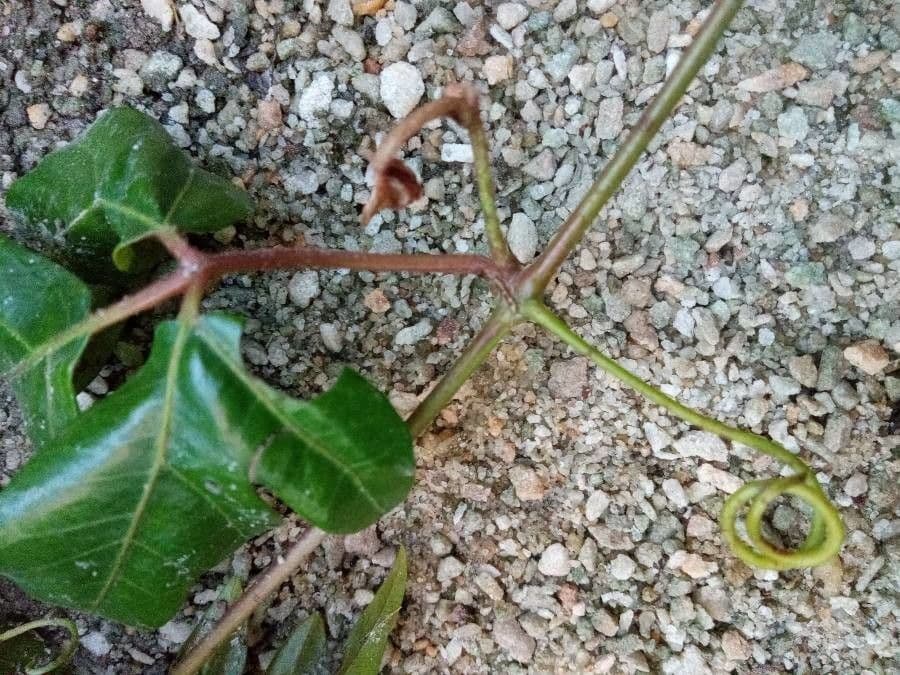Cissus alato 25