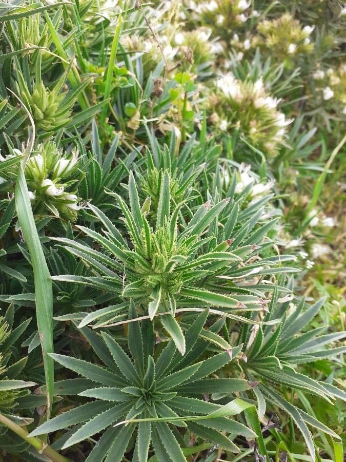 Echium ostny 11