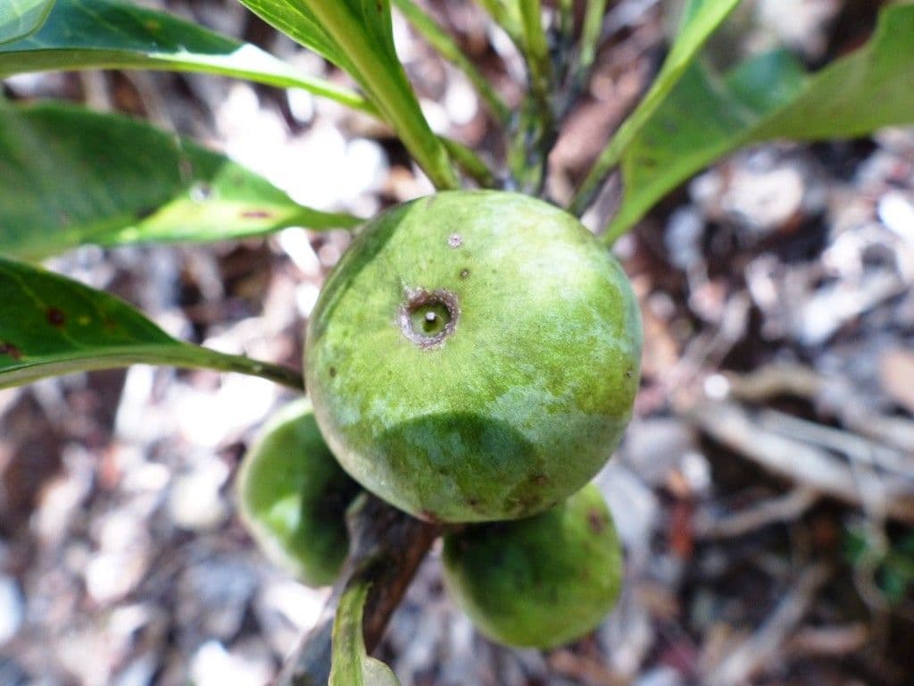 Planchonella