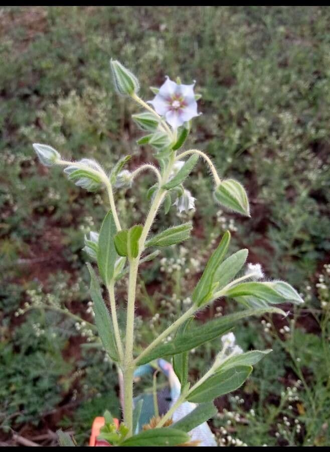 Trichodesma 9