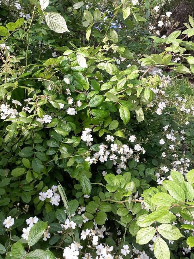 Rosa multiflora 21