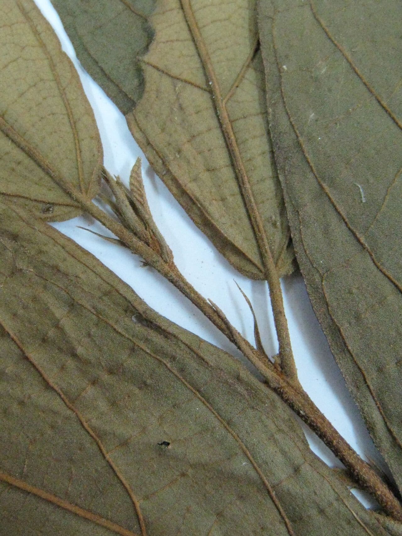 Quararibea 5