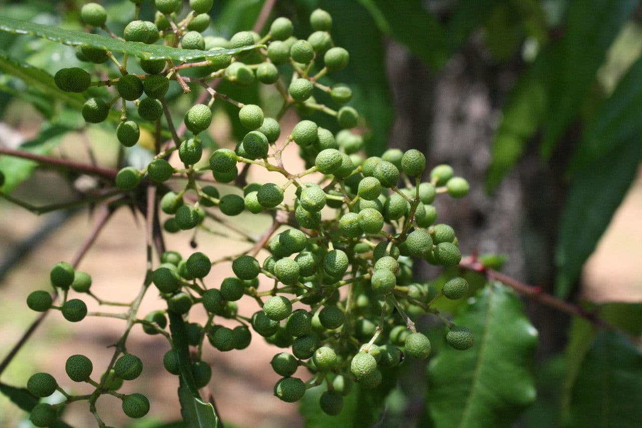Zanthoxylum clava-herculis