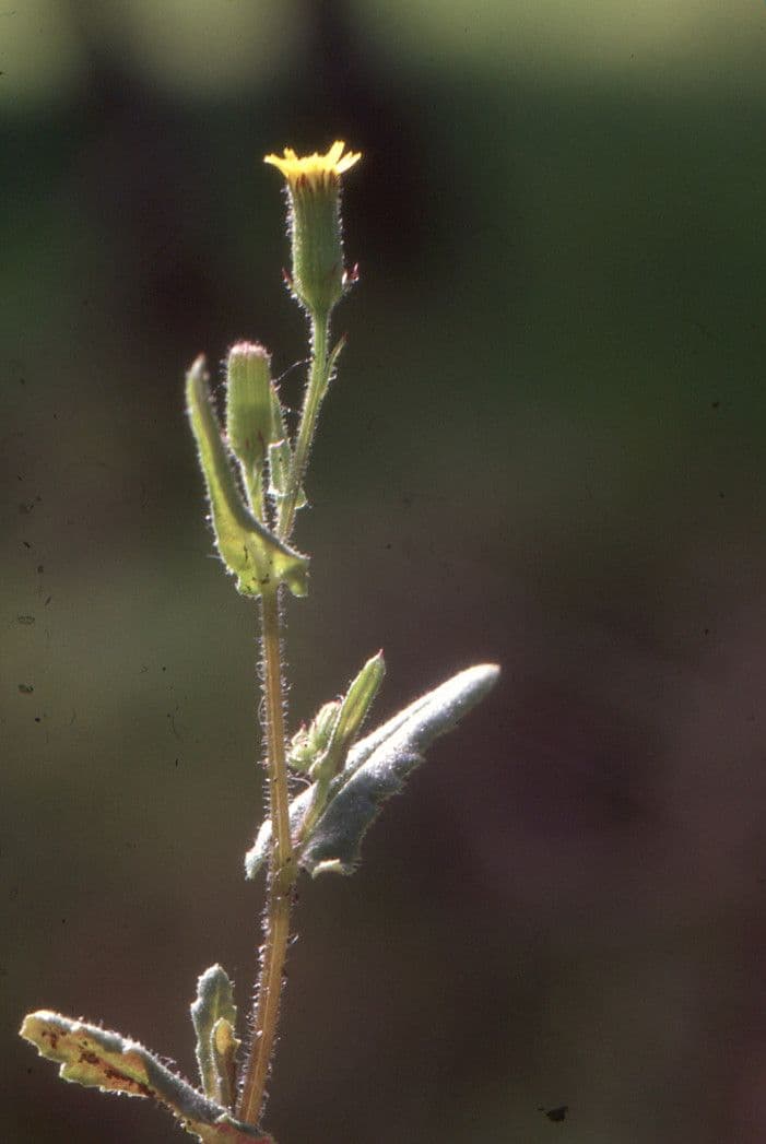 Senecio livido 8