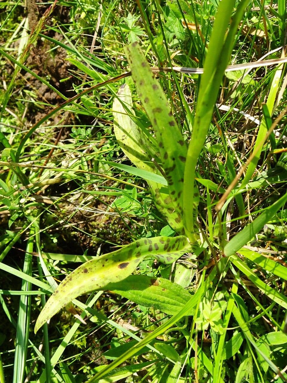 Orchidea macchiata 17