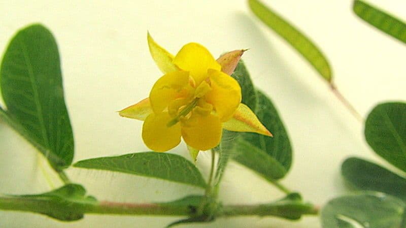 Chamaecrista rotundifolia 6
