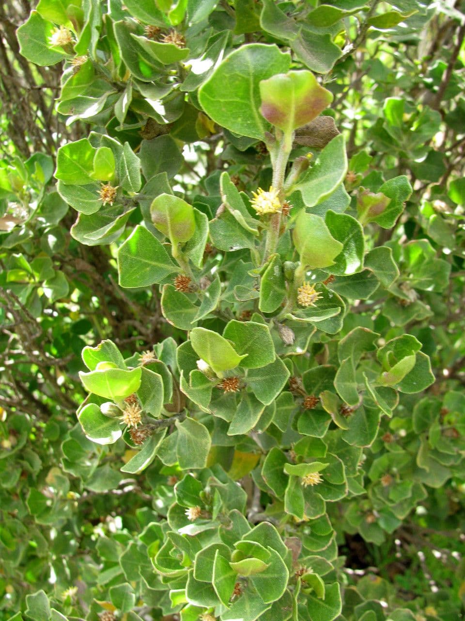 Baccharis 8