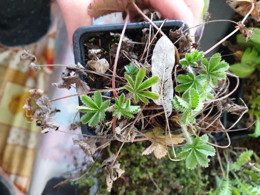 Potentilla eptafilla 16