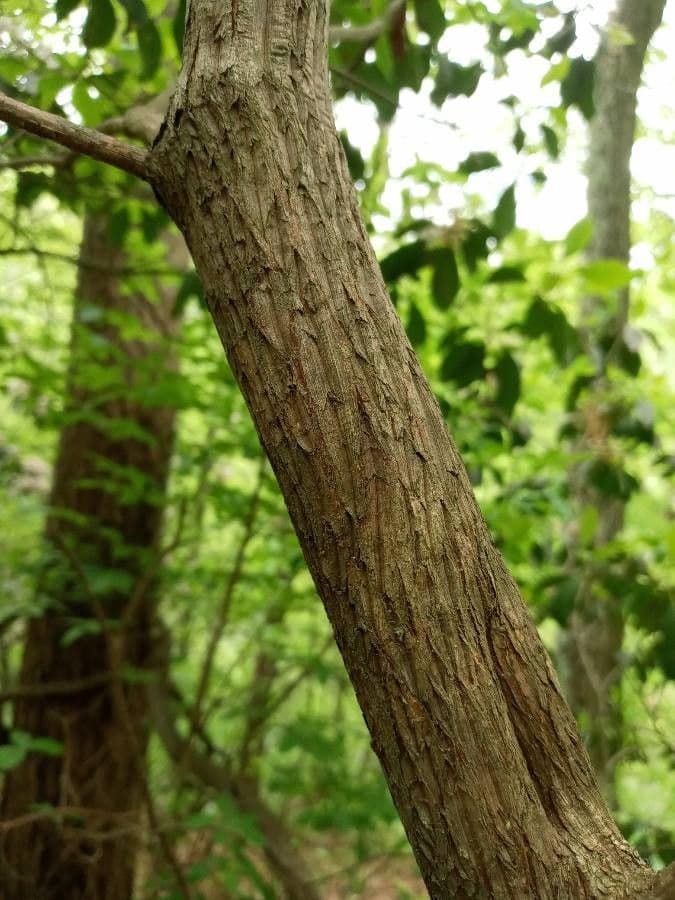 Kalmia szerokolistna 22