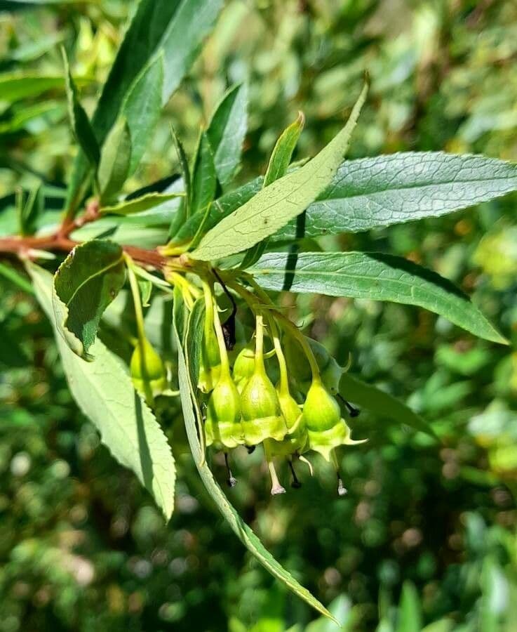 Escallonia 5