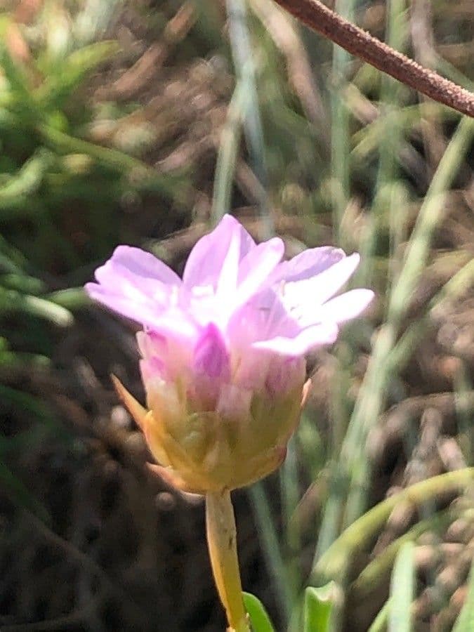 Armeria pubigera 2