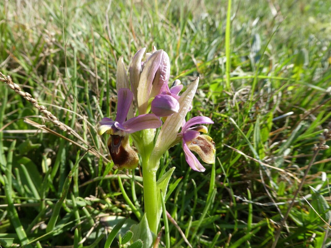 Ophrys tenthredinifera 21
