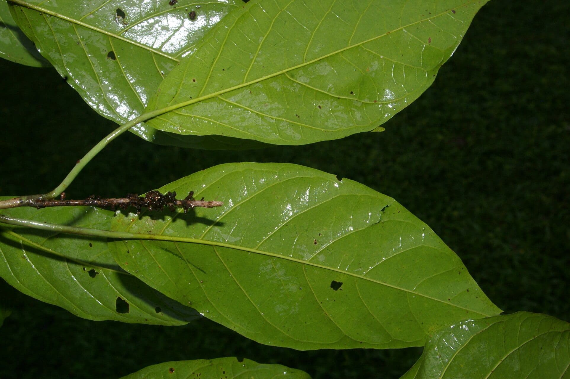 Coccoloba