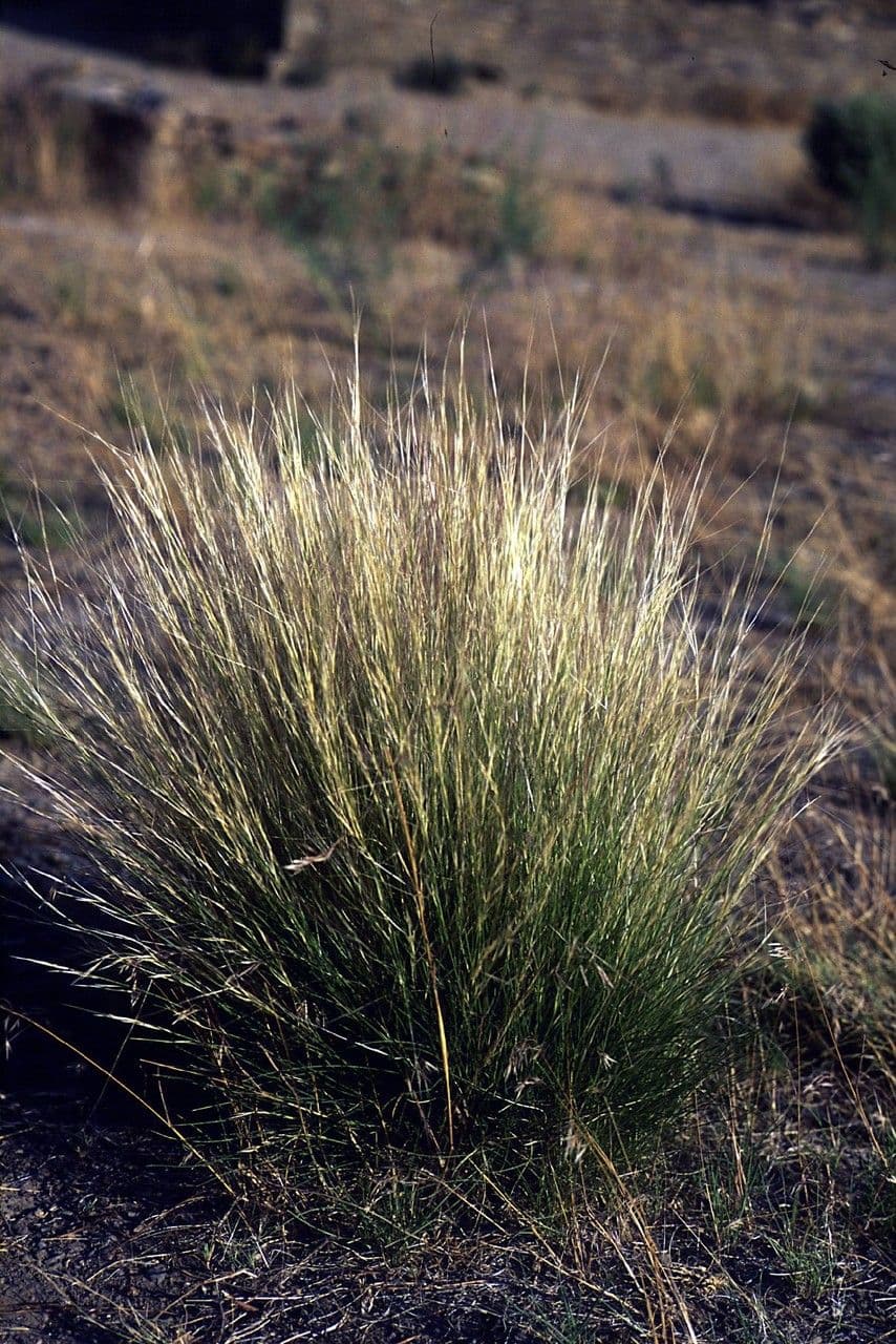 Aristida purpurea 5