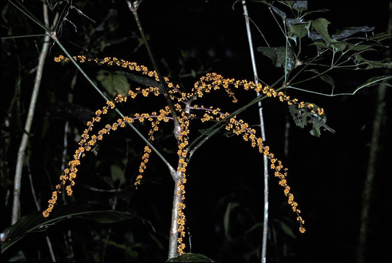 Heptapleurum