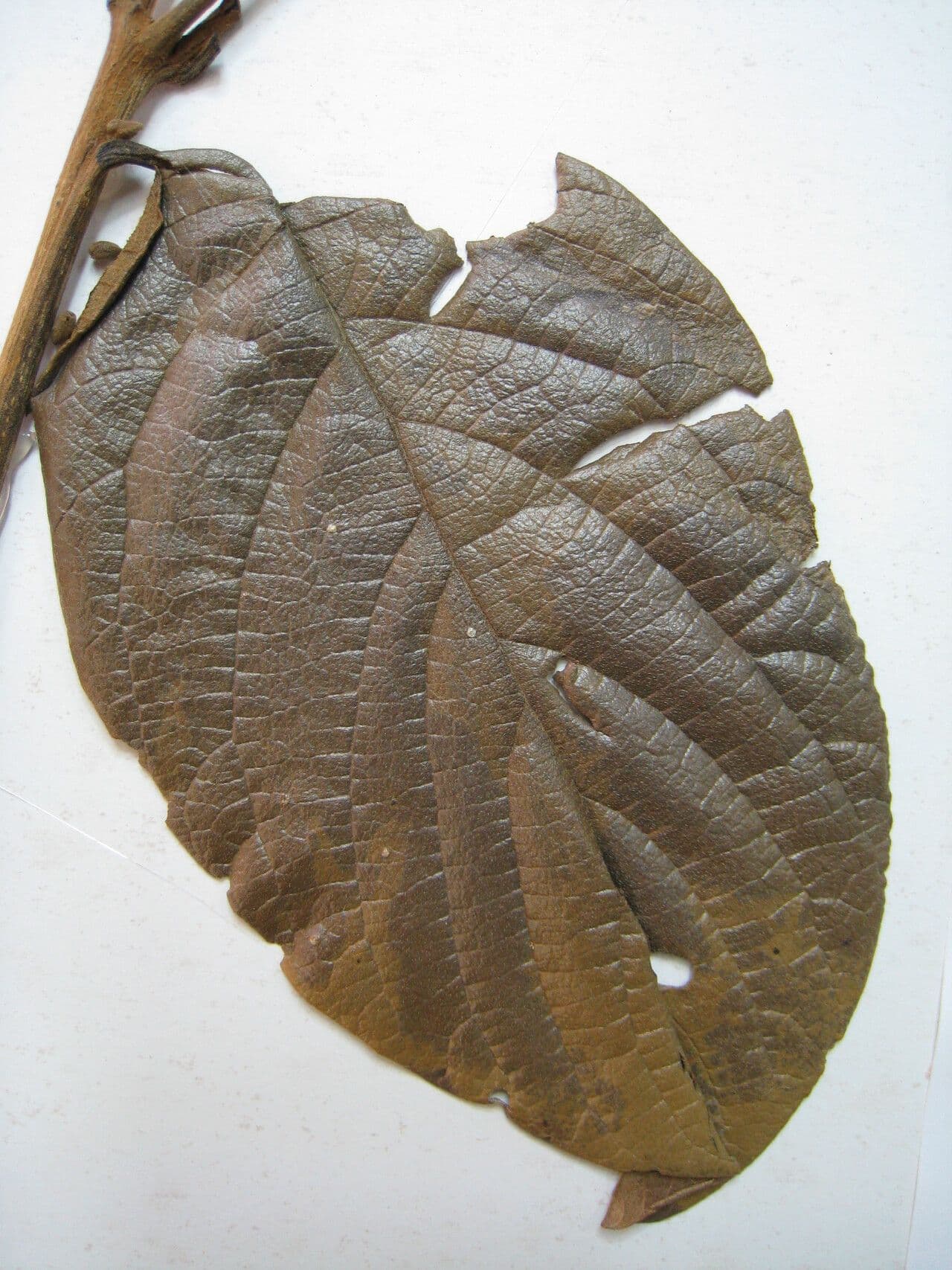 Cordia 2