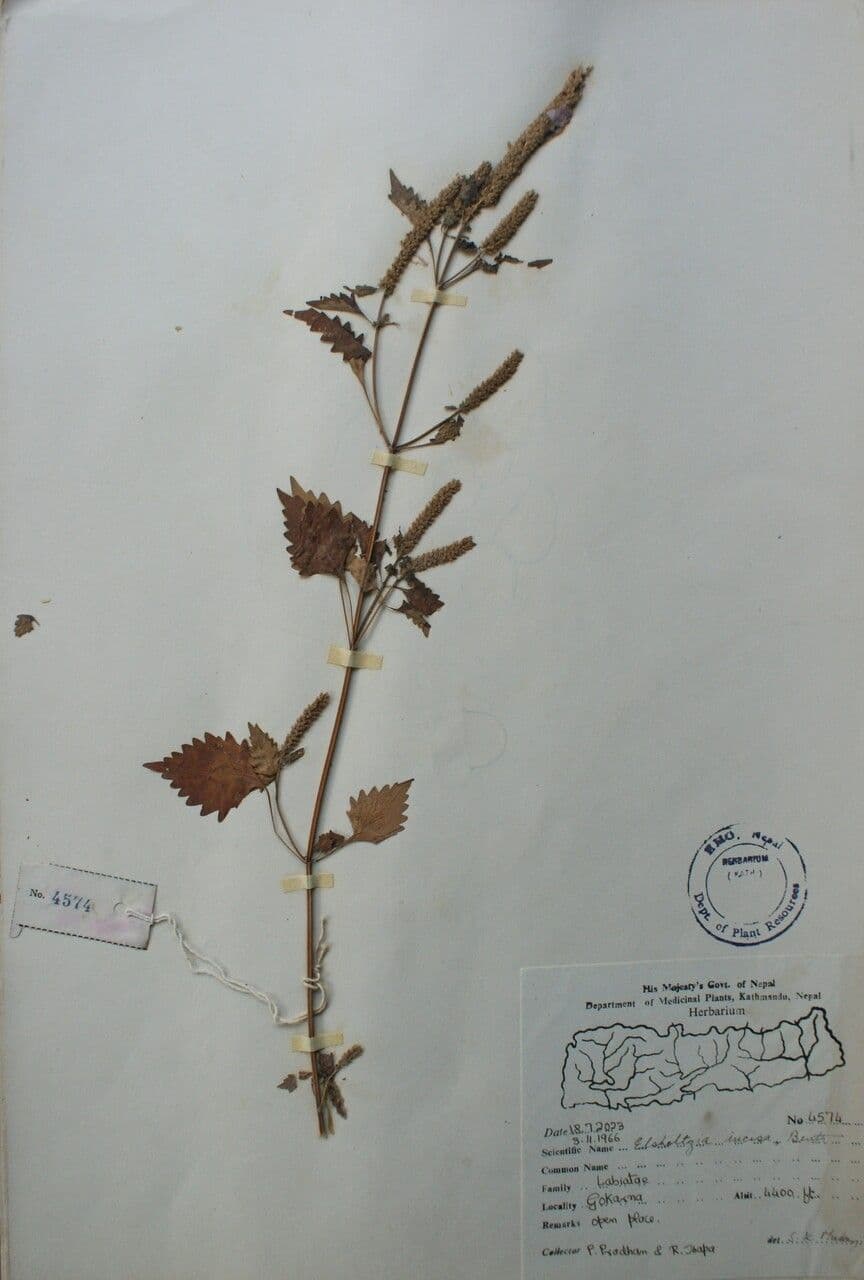 Elsholtzia 3