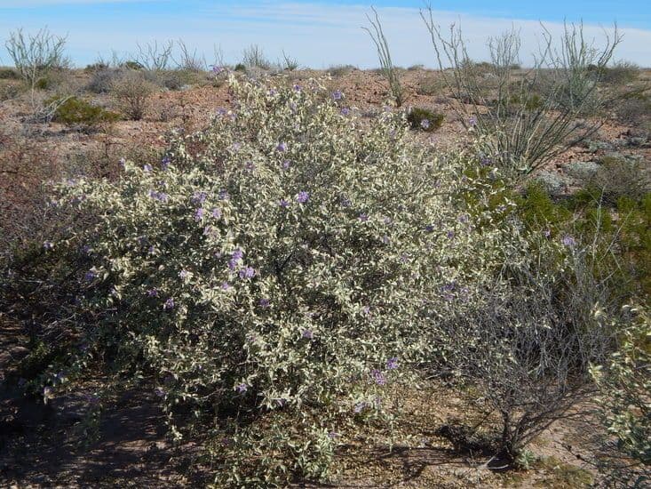 Solanum hindsianum 10