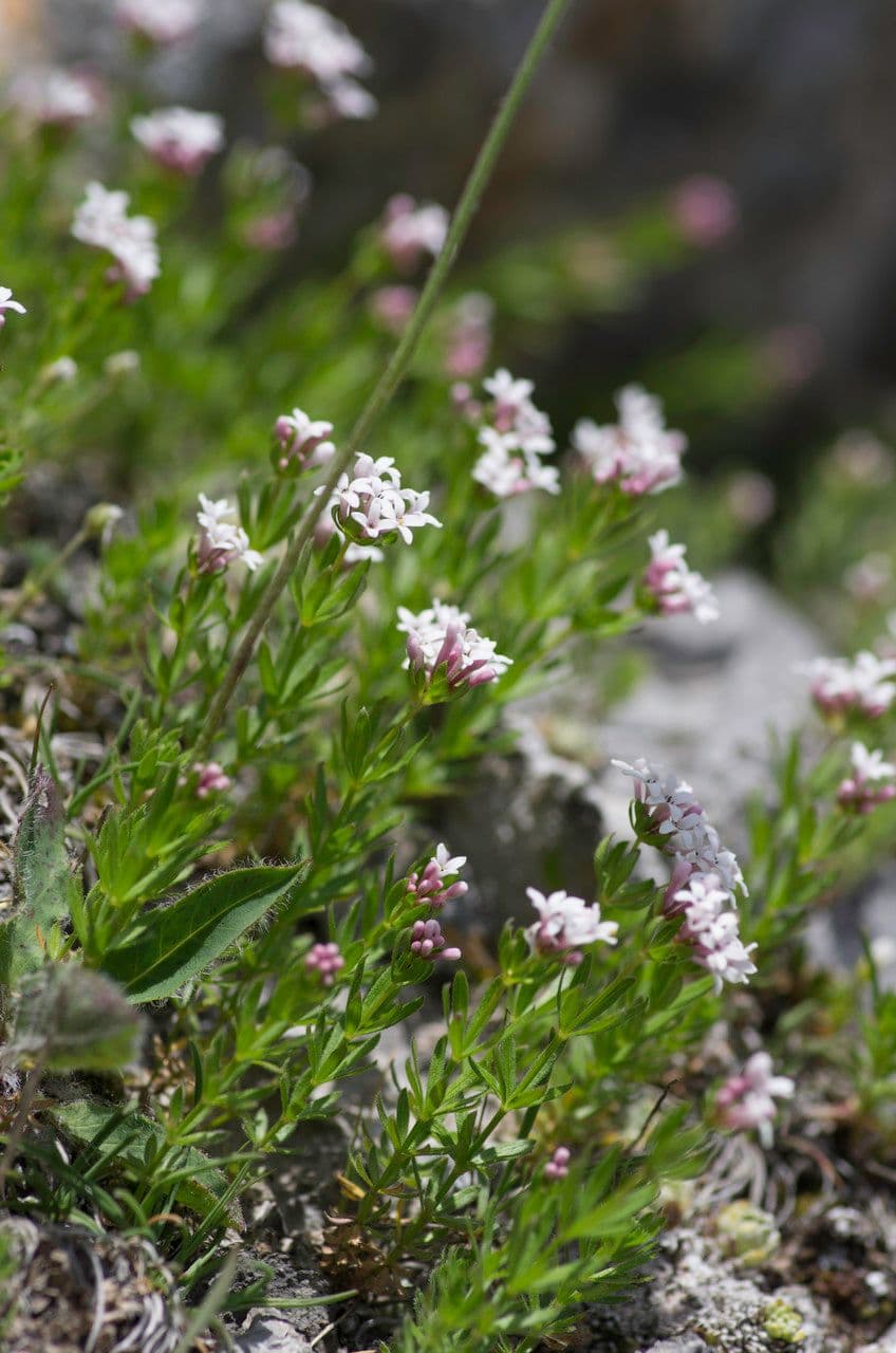 Asperula peluta 7
