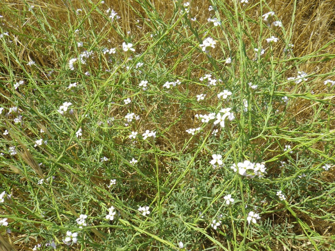 Erucaria 8