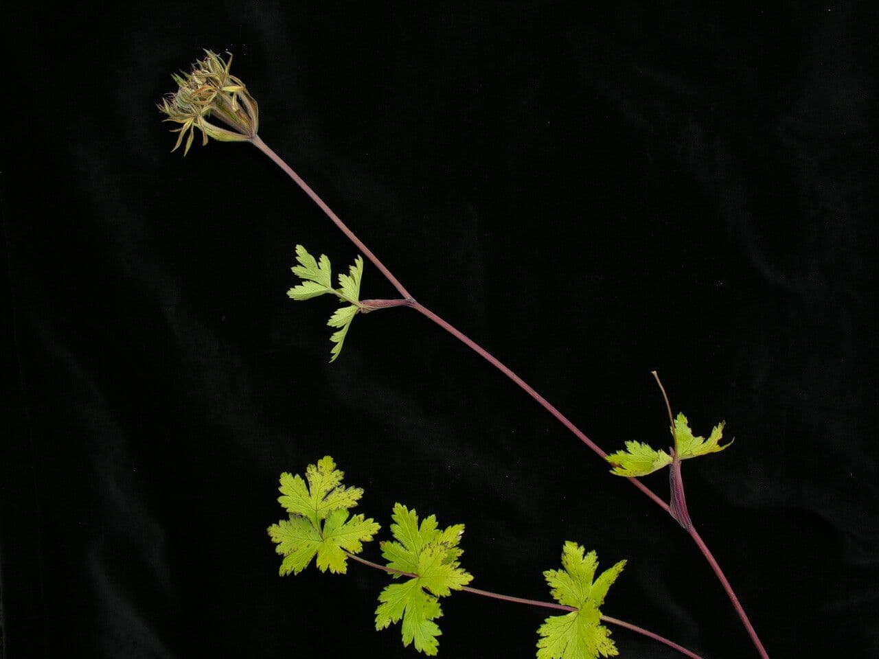 Tordyliopsis 5