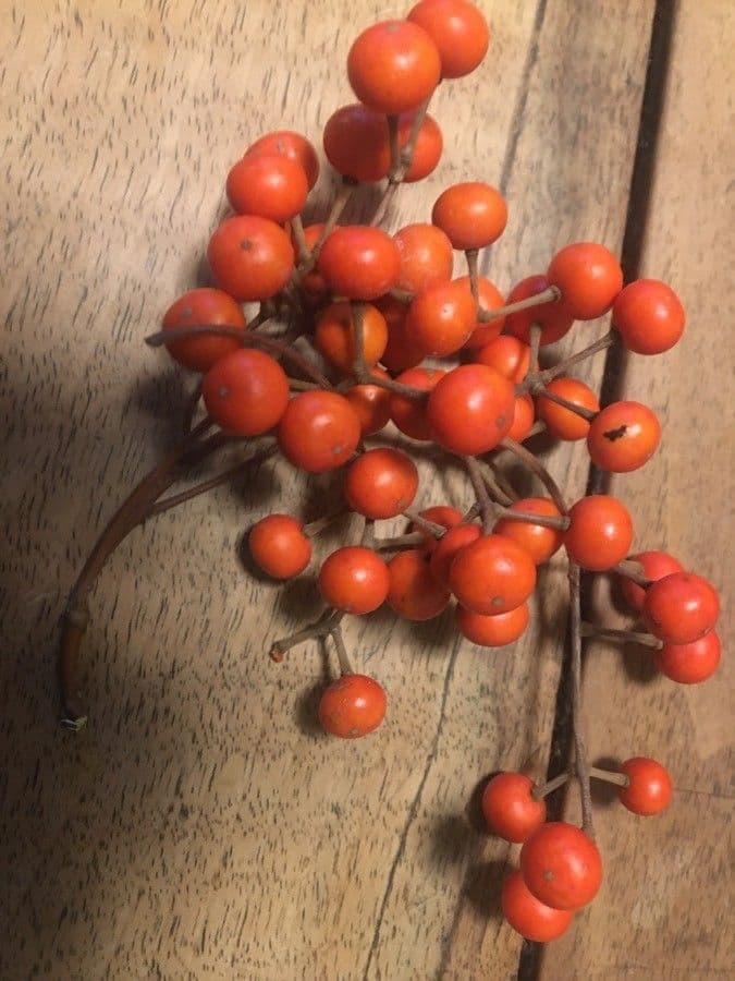 Idesie-Baum 3