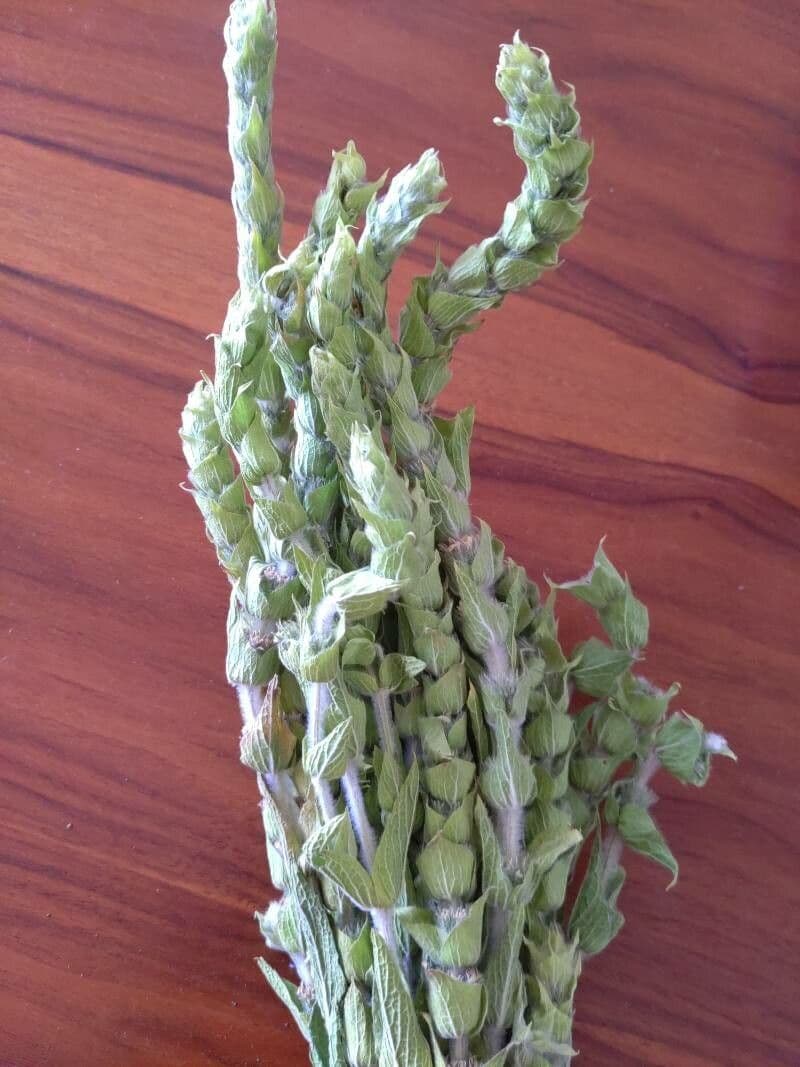 Sideritis dello Scardus 5