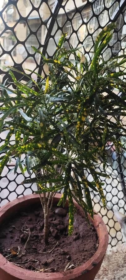 Croton variegato 30