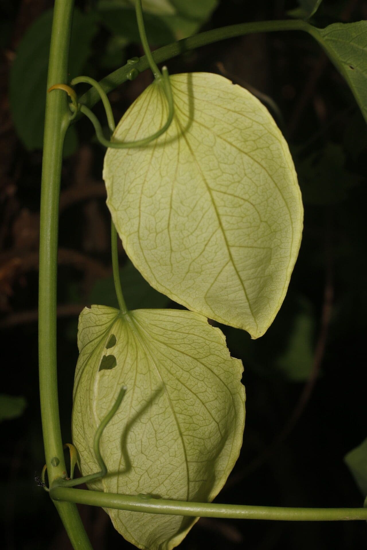 Passiflora