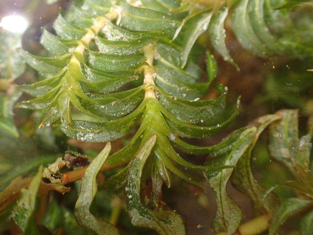 Groenlandia densa 14