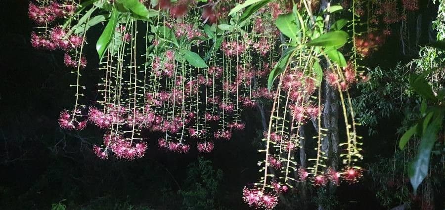 Barringtonia 20