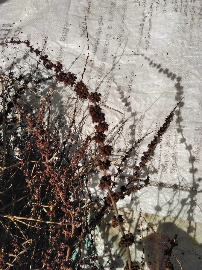 Rumex dentatus 2