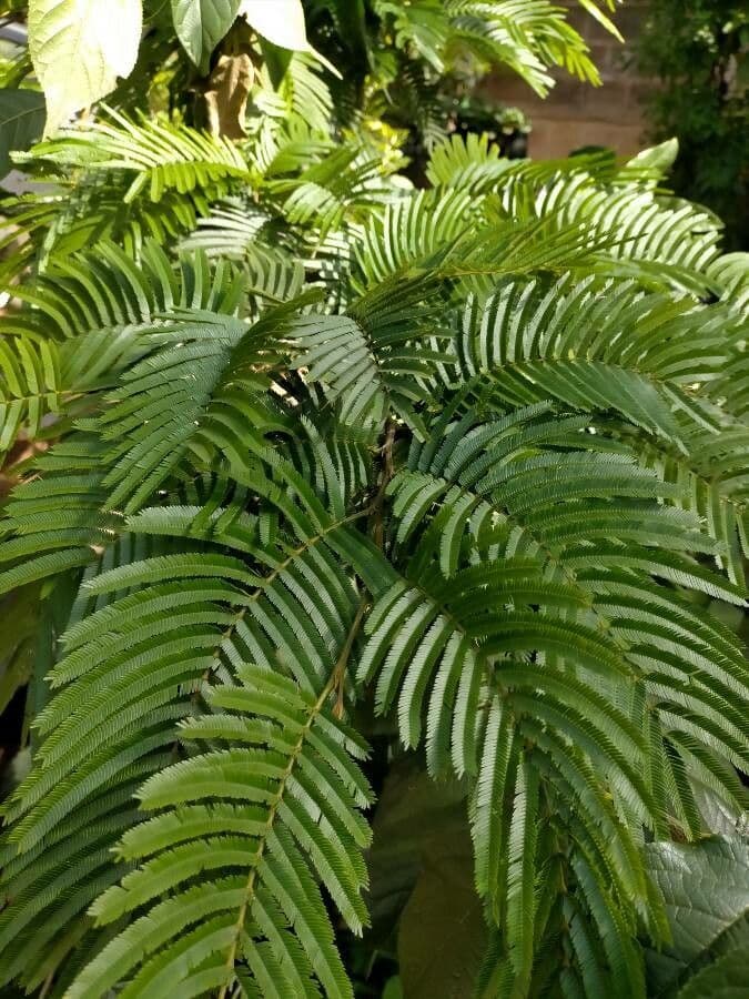 Wald-Newtonie